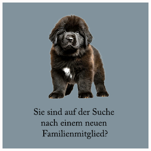Welpen::Züchter in Ö