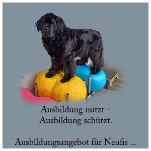Wasser- arbeit::Balancetraining, Gehorsam uvm.