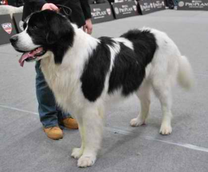 landseer01